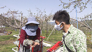 リンゴ畑・人工授粉の為の花摘み｜日本で最も美しい村 高山村の “美しさ” って？ 前編