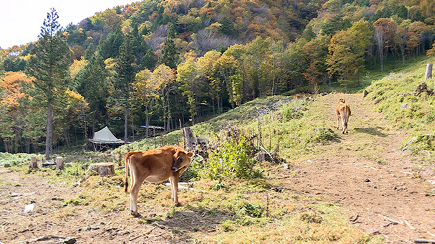 山地酪農|根羽村で発見!幸せを探し続ける男