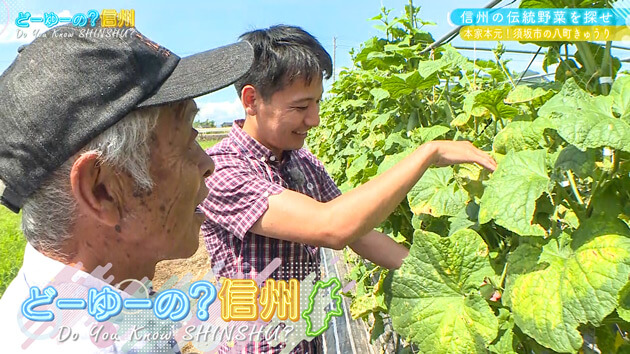 信州の伝統野菜を探せ！（1）