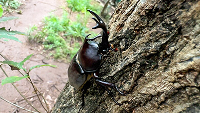 カブトムシ・佐久平ハイウェイオアシス「パラダ」（2025年8月31日）