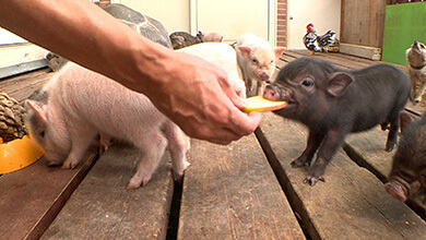 動物えさやり体験（スエトシ牧場：佐久市）
