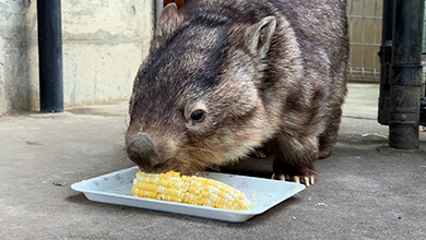 サマーナイトZOO 茶臼山動物園（長野市）