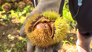 栗拾い（小布施町）秋に食べたいアレ その（2）（2025年10月26日）