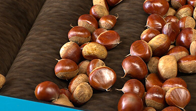 栗（小布施町）秋に食べたいアレ その（2）（2025年10月26日）