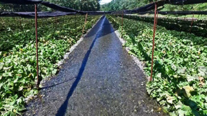 生産量日本一！ワサビの魅力を探る ｜心も体も爽やかに！夏の大町・安曇野納涼旅（信州をカーナビ ＵぐるっＴＶ 2024年7月27日 土曜 午後4時）