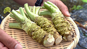 生産量日本一！ワサビの魅力を探る ｜心も体も爽やかに！夏の大町・安曇野納涼旅（信州をカーナビ ＵぐるっＴＶ 2024年7月27日 土曜 午後4時）
