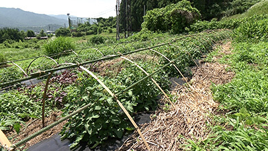 辰野町のブランド野菜「ずくだせトマト」とは!?｜信州を食べつくせ！地域の魅力発掘旅～夏休み編～（2025年7月26日放送）