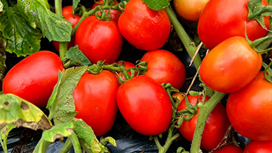 辰野町のブランド野菜「ずくだせトマト」とは!?｜信州を食べつくせ！地域の魅力発掘旅～夏休み編～（2025年7月26日放送）