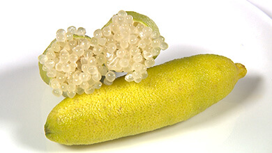 『森のキャビア』 フィンガーライムの魅力（UぐるっTV・2025年12月27日）