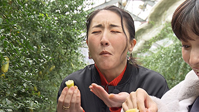 『森のキャビア』 フィンガーライムの魅力（UぐるっTV・2025年12月27日）