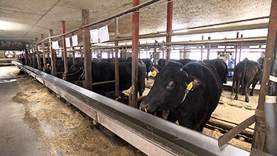 赤身肉のおいしさを追求　「SHINルビー牛」（UぐるっTV・2026年2月28日）