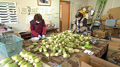 新感覚な希少野菜　「うえだみどり大根」（UぐるっTV・2026年2月28日）