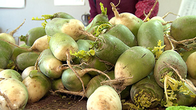 新感覚な希少野菜　「うえだみどり大根」（UぐるっTV・2026年2月28日）