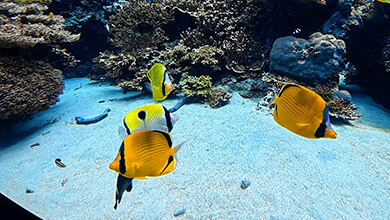 沖縄の海を体験 「美ら海水族館」（UぐるっTV・2026年5月30日）