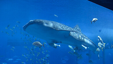 沖縄の海を体験 「美ら海水族館」（UぐるっTV・2026年5月30日）