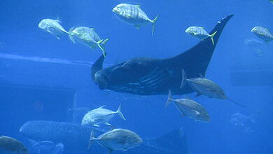 沖縄の海を体験 「美ら海水族館」（UぐるっTV・2026年5月30日）
