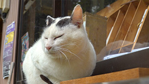 眠そうな猫（藤森慎吾の信州観光協会 / 2024年7月14日）