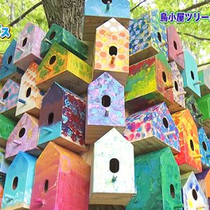 小諸の森に鳥小屋ツリーハウスを作ろう（2026年5月14日放送）