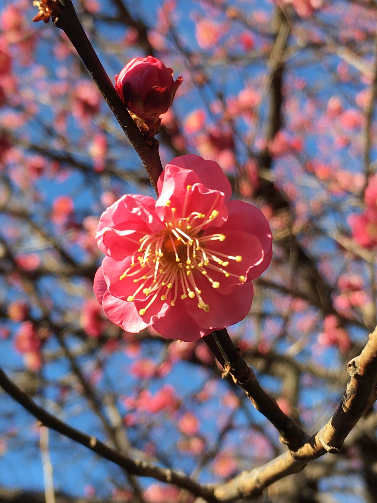 季節外れの春の花