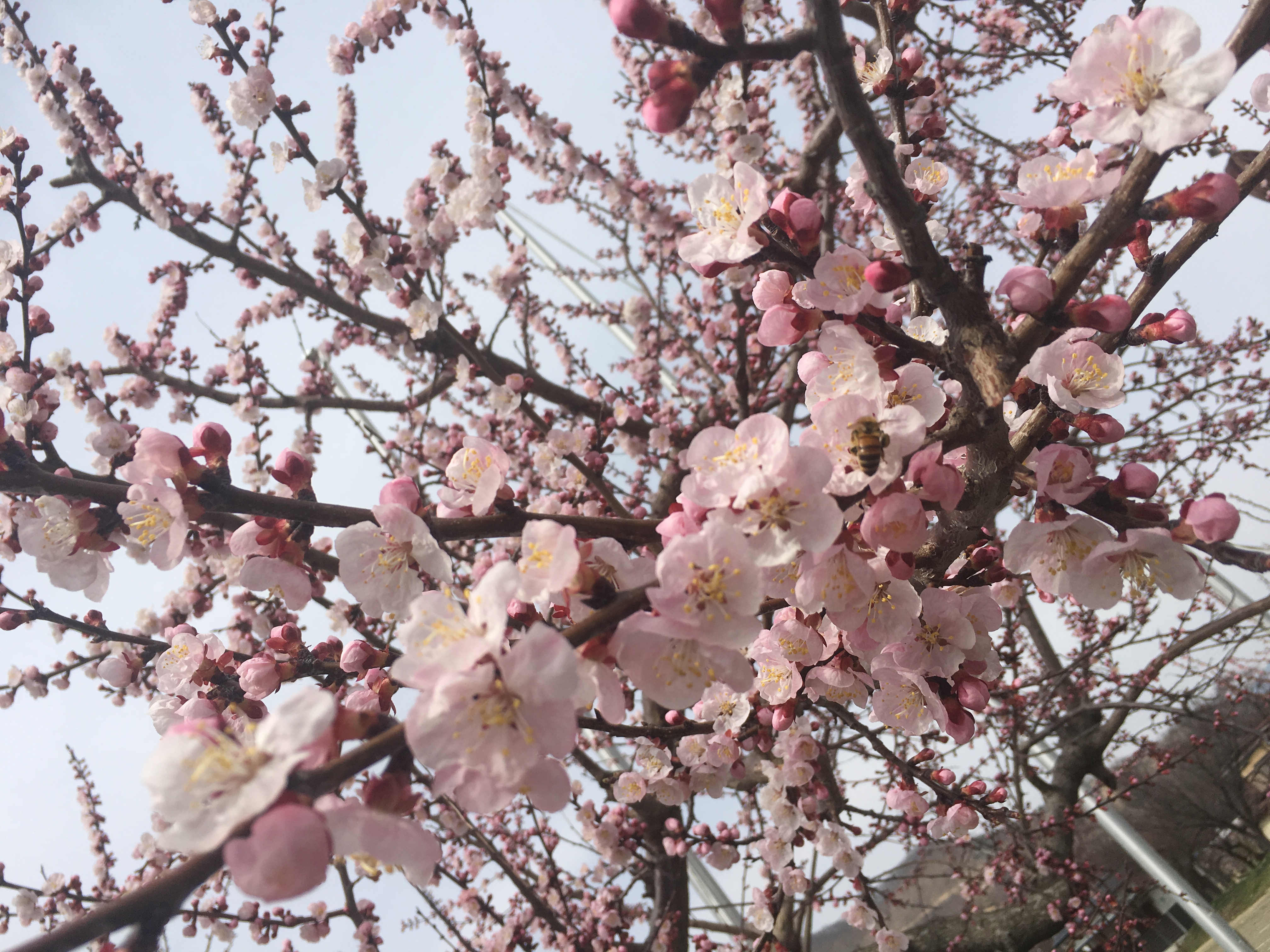 あなたにとっての春の花は？