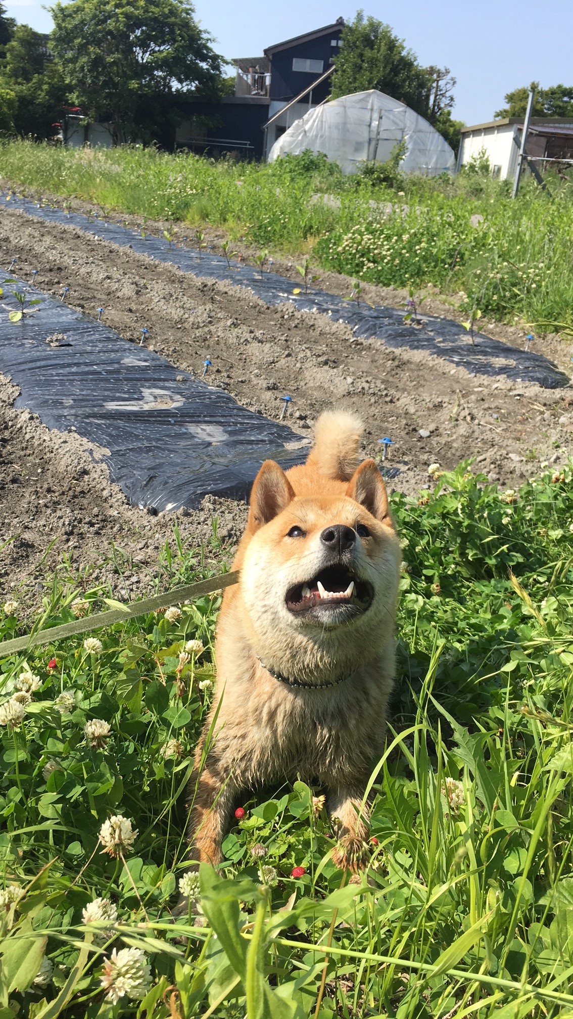 野性味あふれる犬