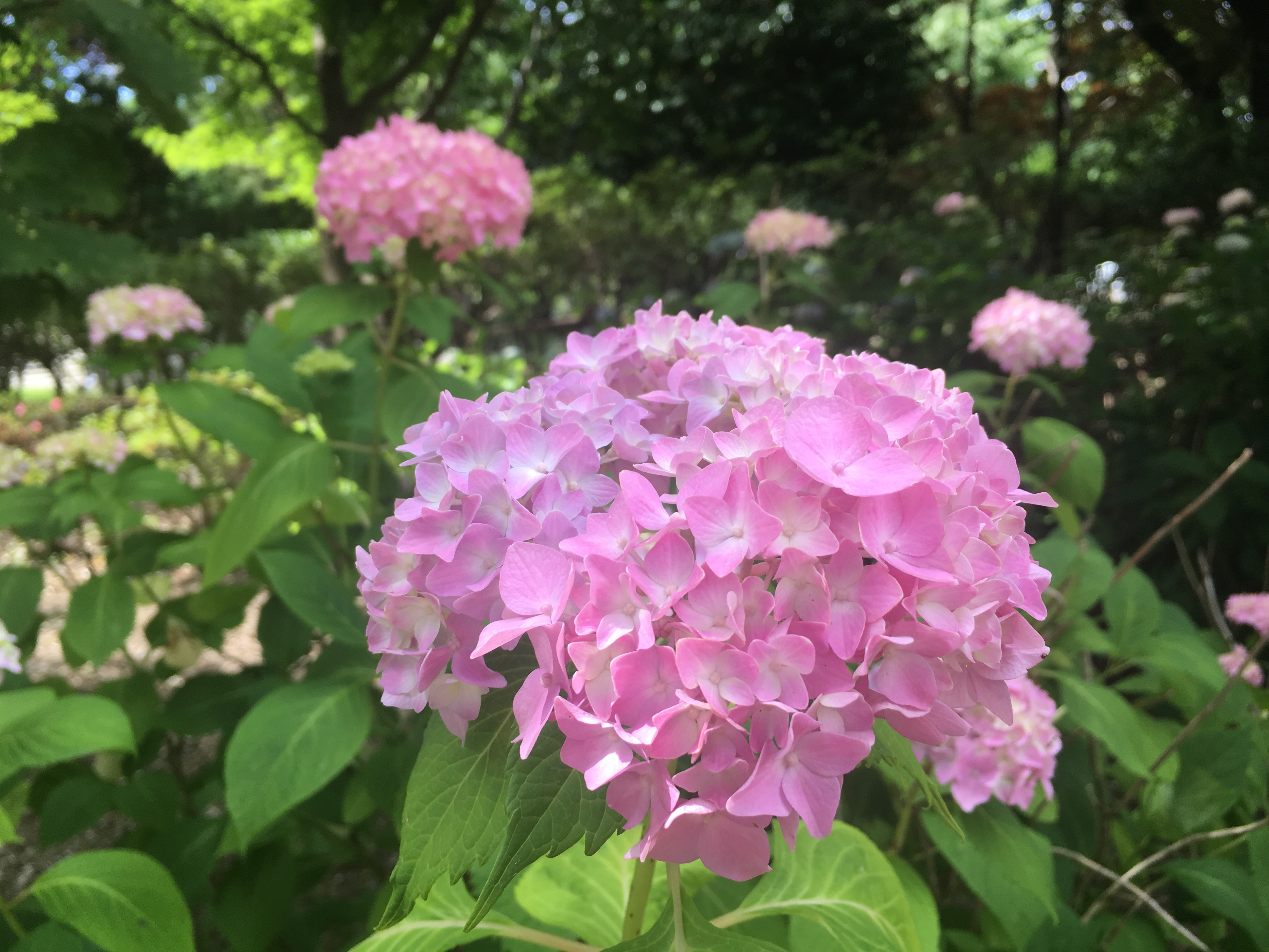 梅雨はお好き？