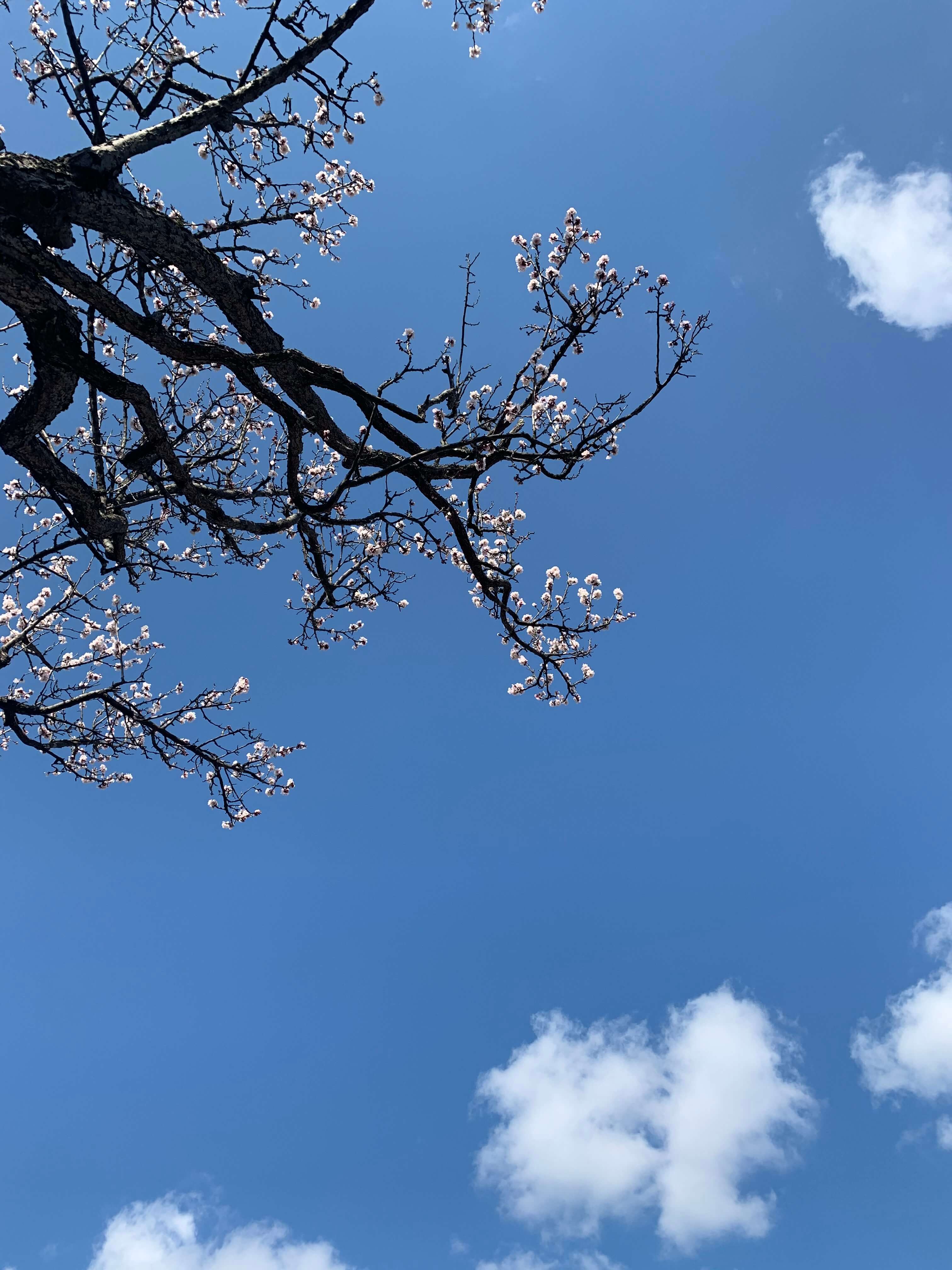 あなたにとっての春の花は？