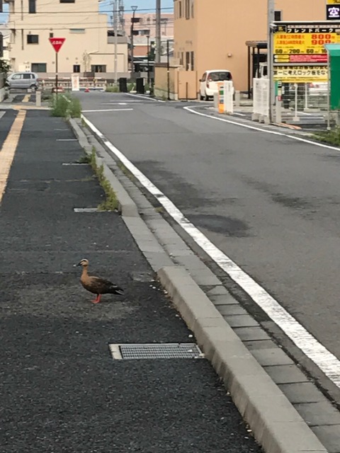 また、こんなところに・・・