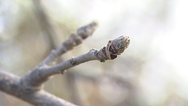 泥水につかりながらも、芽をつけたリンゴ|復興へ一歩一歩 アップルラインのいまを見つめて