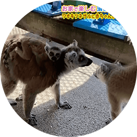 お家で楽しむ須坂市動物園２