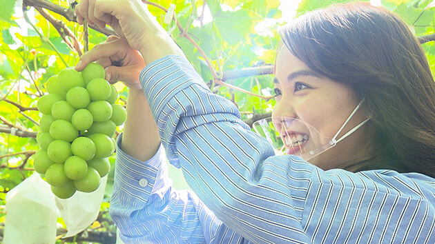 岡木農園 シャインマスカット・大槻瞳アナウンサー|秋をサキドリ!!前代未聞のシャインマスカット狩り!?とリンゴ農家の後継ぎ物語&生中継 見頃です!!黒姫高原コスモス園