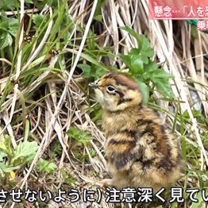 ライチョウ観察ガイドツアーin乗鞍（abnステーション2021年7月14日 特集）