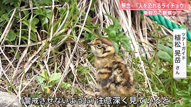 ライチョウ観察ガイドツアーin乗鞍