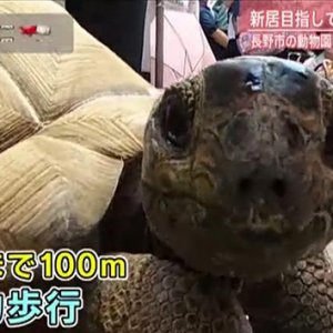 100mのタイムは!?動物園のアルダブラゾウガメが自力でお引越し（abnステーション2022年5月23日 特集）