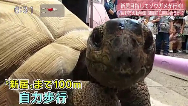 100mのタイムは!?動物園のアルダブラゾウガメが自力でお引越し