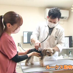 ルークス動物病院（岡谷市）