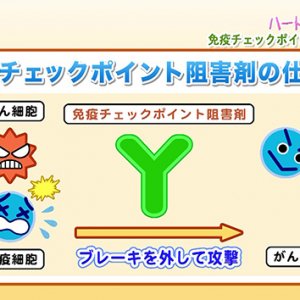 第196回 ハートフルメッセージ『免疫チェックポイント阻害剤とは？』（2026年8月27日 木曜 夜6時55分）