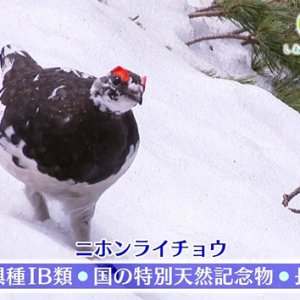 長野県との連携事業 「ライチョウ保護スクラムプロジェクト」告知スポットを制作・放送