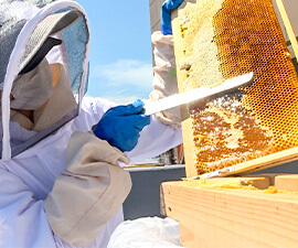ミツバチで知る身近な自然 ～地球を守ろう！プロジェクト2021～（2022年2月13日 日曜 午前10時）