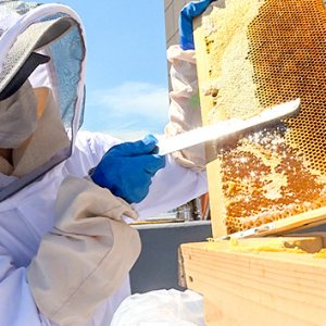 ミツバチで知る身近な自然 ～地球を守ろう！プロジェクト2021～（2022年2月13日 日曜 午前10時）