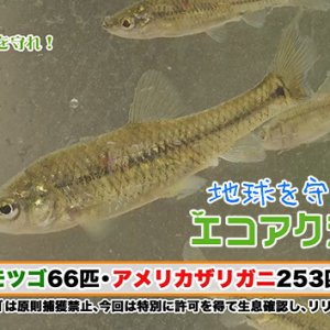 地球を守ろう！エコアクション（2025年6月9日火曜 よる6時55分）