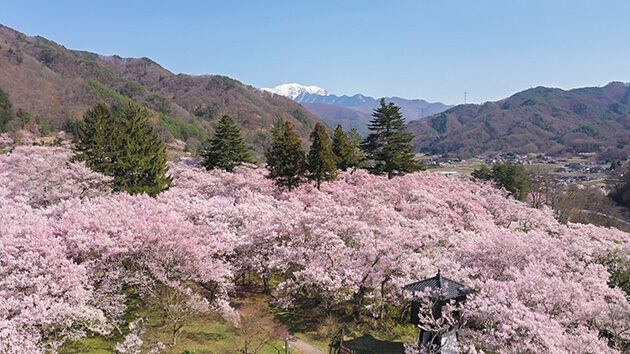 オススメ番組 信州の美 春の花 年5月17日 日曜 午前10時55分 オススメ番組 信州の美 春の花 年5月17日 日曜 午前10時55分