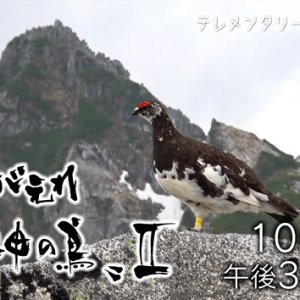 テレメンタリー2022「よみがえれ〝神の鳥〟Ⅱ」（2022年12月10日 土曜 午後3時30分）