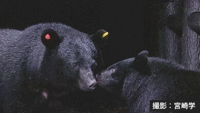 ツキノワグマの親子｜森の名探偵と となりのクマたち（2025年2月19日）