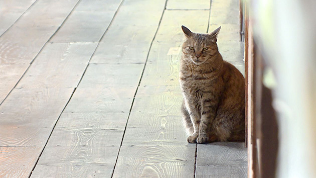 猫とおじいさんと木造校舎（いいね！信州スゴヂカラ）