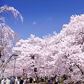 信州〝お花見のお供〟めぐり（3月31日 土曜 午前11時）