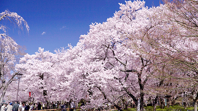 信州〝お花見のお供〟めぐり（いいね！信州スゴヂカラ）