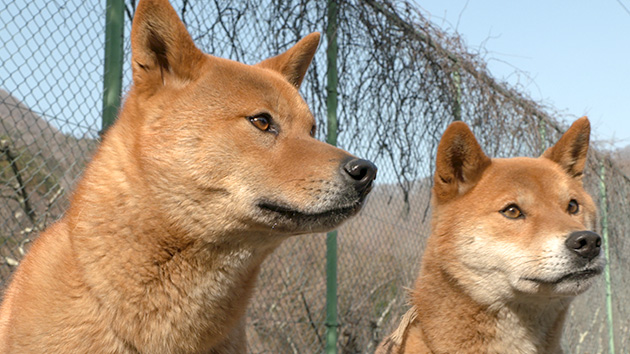 梓山犬を知っていますか？（いいね！信州スゴヂカラ）