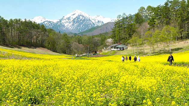 絶景！北アルプスと黄色いじゅうたん 菜の花畑のスゴヂカラ（いいね！信州スゴヂカラ）