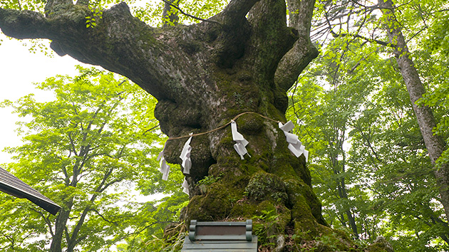 峠のうまいもの屋｜元祖力餅しげの屋：旧中山道碓氷峠 （6月9日 土曜 午前11時）